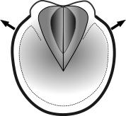 round Dissipating hoof shapes splay wider at the heels and do not distort at the toe